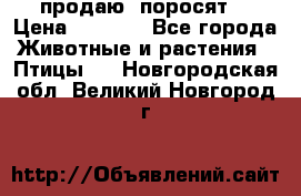 продаю  поросят  › Цена ­ 1 000 - Все города Животные и растения » Птицы   . Новгородская обл.,Великий Новгород г.